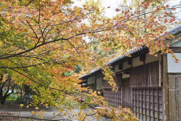 画像5 10 福岡 紅葉情報 旧城下町が紅に染まる様にうっとり 秋月城跡 に紅葉散策へ ウォーカープラス