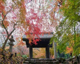 【福岡・紅葉情報】旧城下町が紅に染まる様にうっとり！｢秋月城跡｣に紅葉散策へ