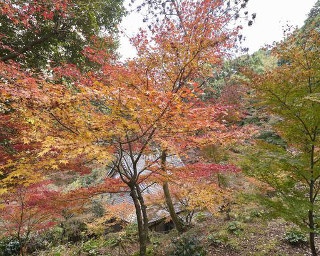 【福岡・紅葉情報】境内を覆う紅葉風景に驚き！久留米の穴場スポット｢永勝寺｣