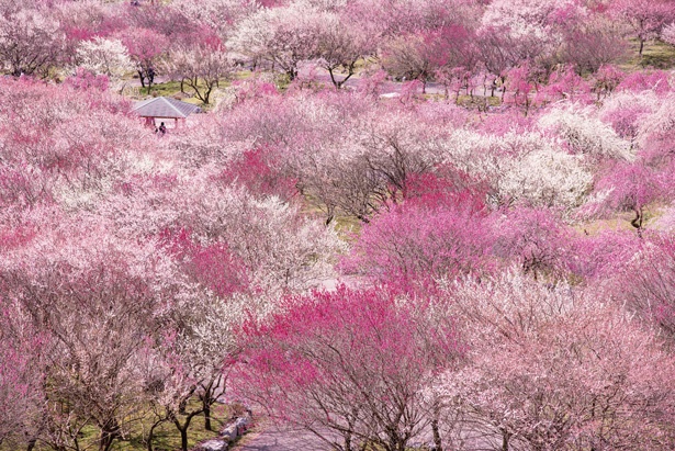 【写真を見る】約100種類4000本！色鮮やかに咲き誇る、東海エリア随一の梅の名所/「いなべ市農業公園 梅林公園」