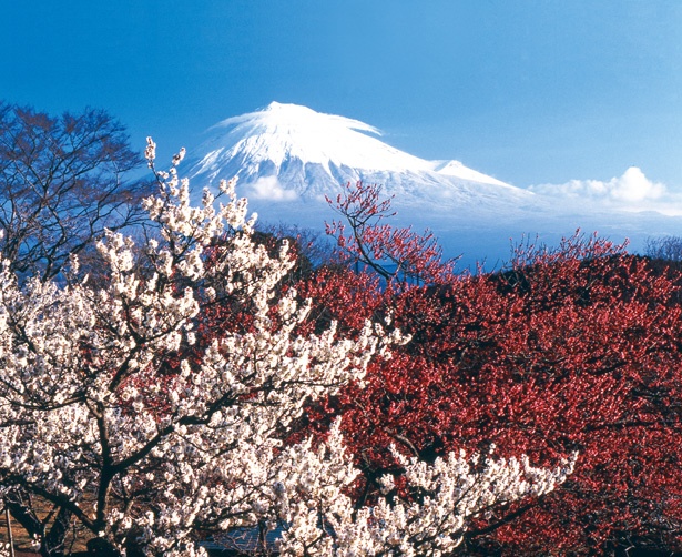 富士山と梅の絶景/「岩本山公園」
