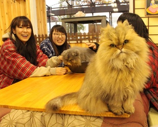 「猫鍋」も楽しめる!?那須どうぶつ王国で「冬だ！ぬくぬく『こたつネコ』展示」