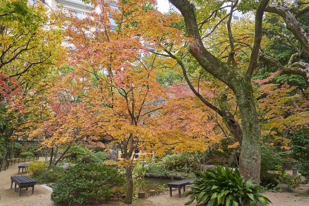 敷地内は圧巻の紅葉美。頭上を見上げれば、高層ビルが建つ光景が珍しい
