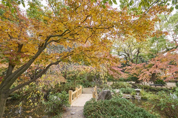 滝や池を囲むように作られた池泉回遊式日本庭園。池には鯉も優雅に泳ぐ