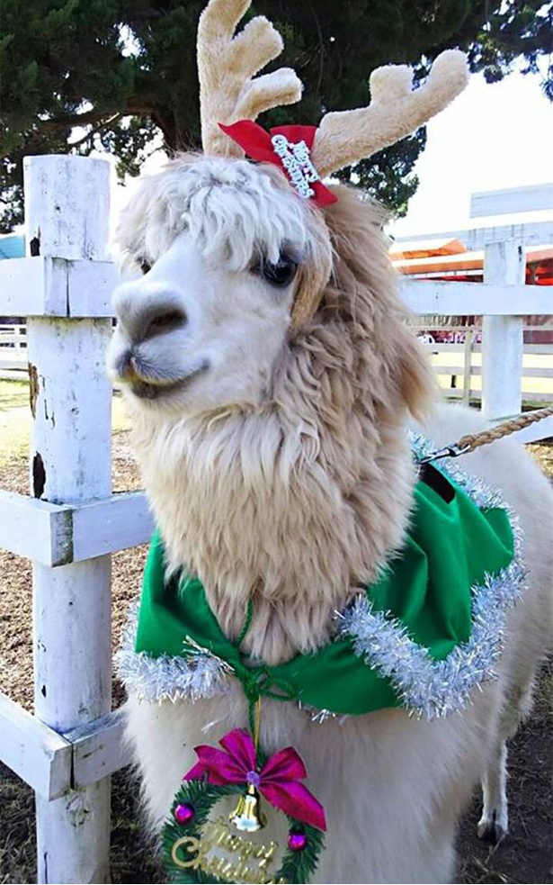 【写真を見る】アルパカのほかにもたくさんの動物たちがクリスマス衣装を身にまとう