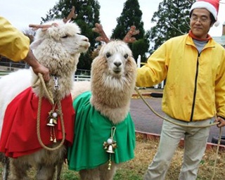 大山トム・ソーヤ牧場ならではのクリスマス！鳥取県米子市「アルパカのふれあいタイム」
