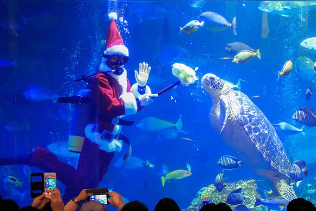 水族館ならではのツリーが登場 三重県 鳥羽水族館のクリスマスイベント ウォーカープラス