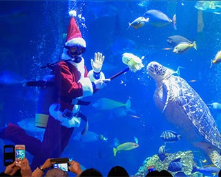 水族館ならではのツリーが登場！三重県・鳥羽水族館のクリスマスイベント