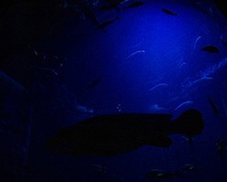 幻想的な館内で生きものたちを観察！高知県・足摺海洋館で「夜の水族館」開催