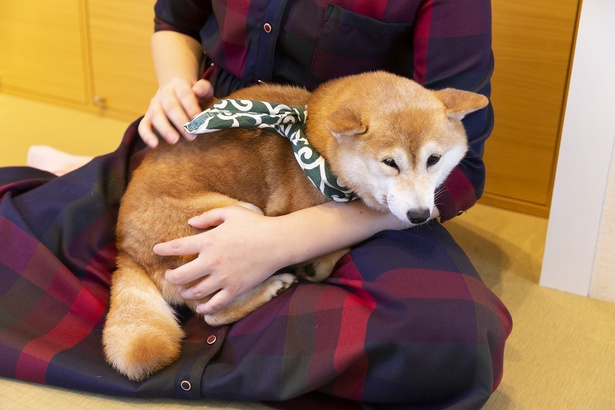 画像4 7 週末は鎌倉へ 小町通りの癒しスポットでかわいい豆柴に会いに行こう ウォーカープラス