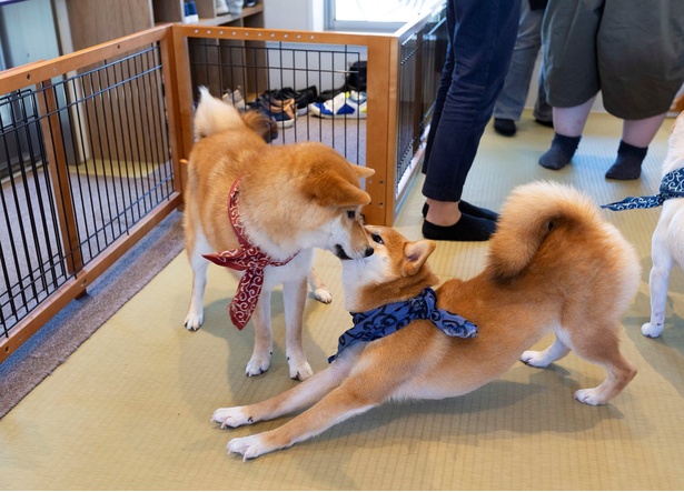 週末は鎌倉へ 小町通りの癒しスポットでかわいい豆柴に会いに行こう ウォーカープラス