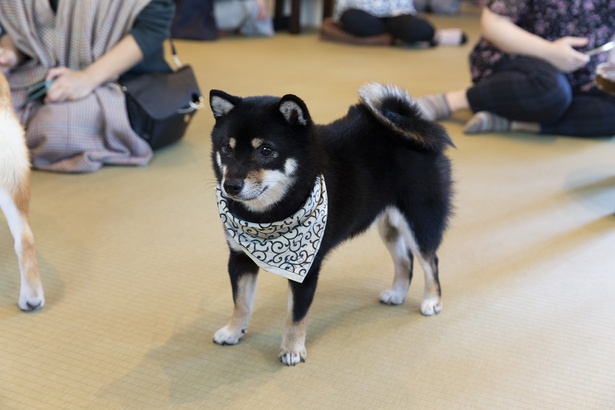 週末は鎌倉へ 小町通りの癒しスポットでかわいい豆柴に会いに行こう ウォーカープラス