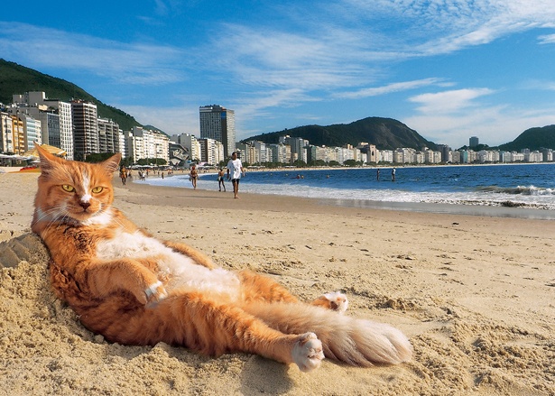 リオデジャネイロのコパカバーナビーチでモテモテの人気ネコ「シキンニョ」/ブラジル