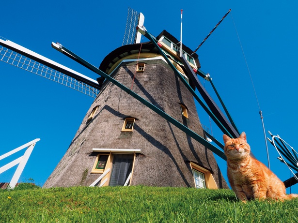 ストンプウェイクの風車で風車守夫婦と暮らす「ボモル」/オランダ