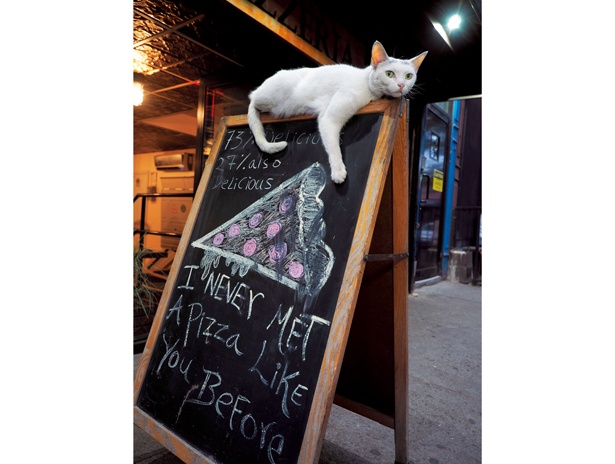 【写真を見る】ニューヨークのブルックリンにあるピザ屋の看板ネコ「ホワイトスライス」/アメリカ