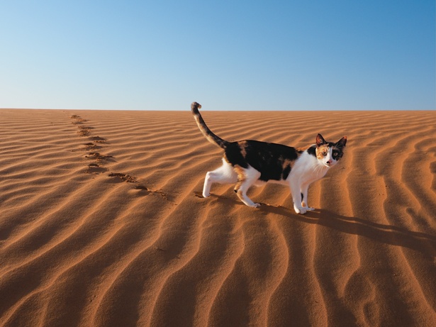 アルアインの砂丘を散歩する「ミンナーク」/アラブ首長国連邦