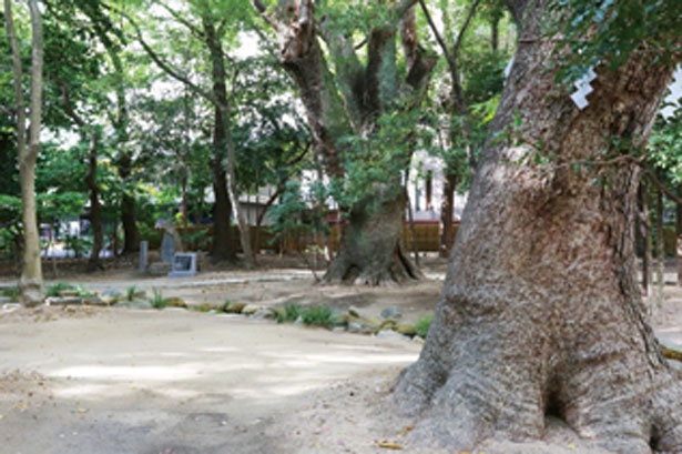 景勝の地としても知られ、多くの文人墨客にも親しまれてきた。さまざまな災害に遭いながらも、生田神社の鎮守の杜として今日まで守られている/生田神社