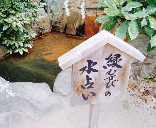 森の中にある池におみくじを浮かべる/生田神社