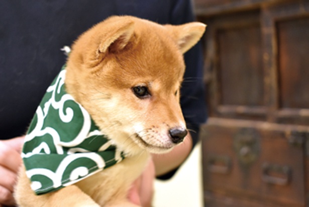 昭和レトロな香り漂う「豆柴カフェ 福岡店」は2018年9月オープン