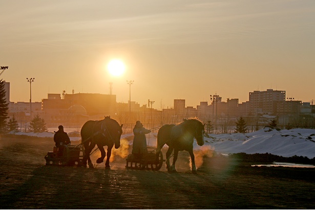 朝焼けに染まる競馬場で見る、ばん馬たちの躍動感に感動！