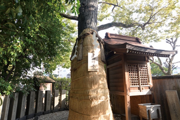 堀越さんの御神木と言われる樹齢550年のクスノキ/堀越神社