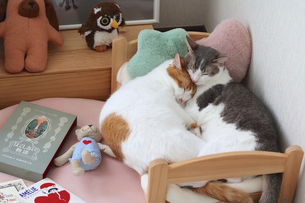 寄り添って眠る姿がかわいすぎる…
