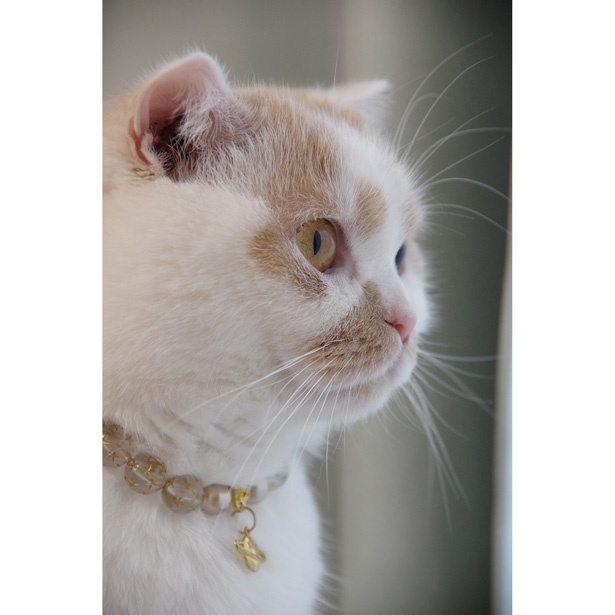 スター猫「ホイップ」はtwitterのフォロワー数25万人超え！