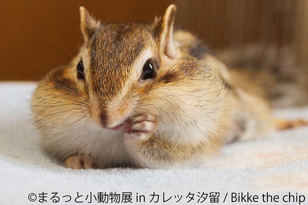 インスタグラムで12万超のフォロワーを持つBikke the chipも出展