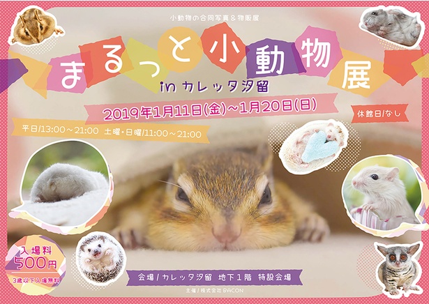 寒い冬でも思わずほっこり 小動物の祭典 まるっと小動物展 In カレッタ汐留 ウォーカープラス