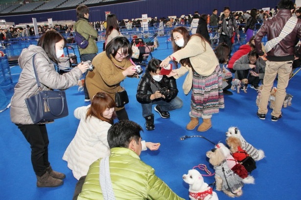 わんちゃん猫ちゃん好き集まれ！年に一度の最大級犬猫イベント「わん 