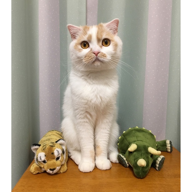 ぬいぐるみにまぎれるホイちゃん「本物はどれかわかるかニャ？」