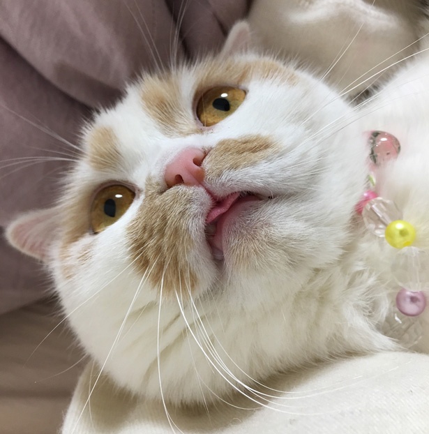ドアップ！ペロッとでている舌がキュート♡