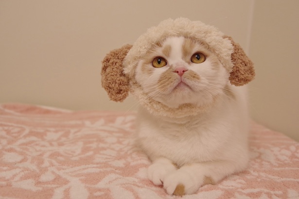 きぐるみを着こなすホイちゃん