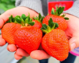 福岡の「花立山ファーム」で新春いちご狩り！4品種の出会いは“いちご一会”