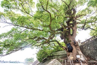 2019年初詣に行こう！肥前国の歴史を見つめ続ける御神木「與止日女神社」