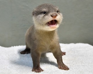 小さな姿が見られるのは今だけ！サンシャイン水族館“赤ちゃんカワウソ”公開日が決定