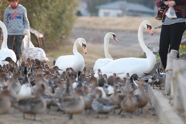 【写真を見る】たくさんの水鳥たちが集まる