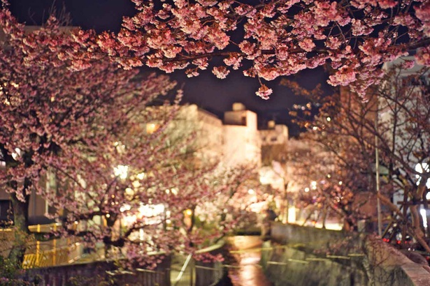 毎日行われる｢あたみ桜｣のライトアップ風景も素敵