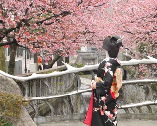 一足早い春の訪れを感じる。静岡県熱海市で｢あたみ桜 糸川桜まつり｣開催