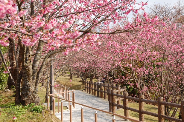 【写真を見る】名護中央公園に咲き誇る琉球寒緋桜