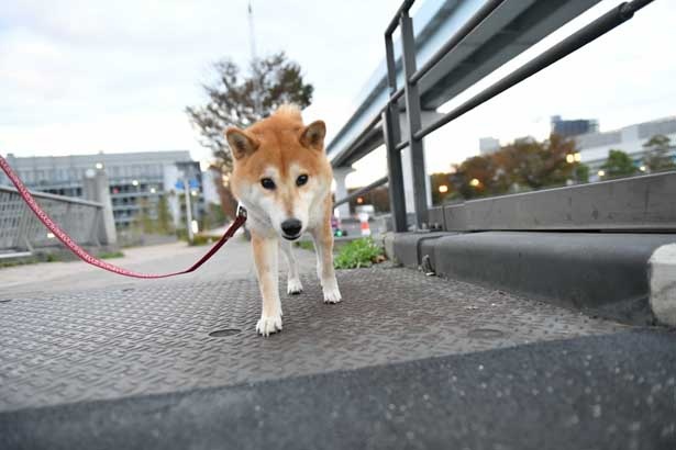 かわいらしい柴犬の表情に癒される…