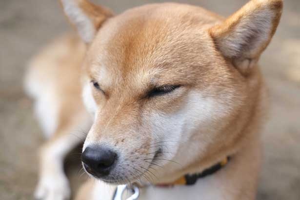 柴犬たちのなんとも言えない表情もまた笑いを誘う一因だ