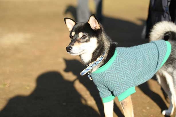 犬に服を着せるか着せないかだけで、1話通してしまう回も!