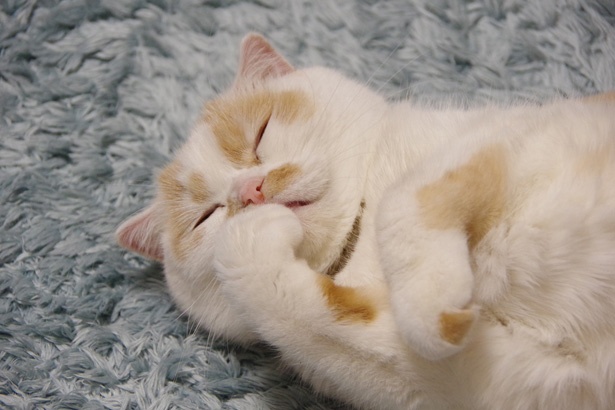 眠たそうな表情もポーズもかわいい！スター猫の「ホイップ」