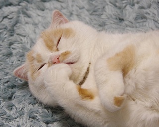 ネコ好きによる、ネコ好きのためのイベント「ねこ休み展 冬 2019」開催！かわいすぎるレアショットをチェック!!