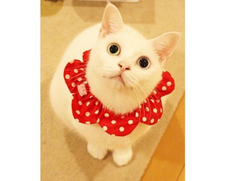 ネコ好きにはたまらない、癒し度MAXの「ねこ休み展」がついに開幕！2月22日(金)“ネコの日”には限定イベントも!!