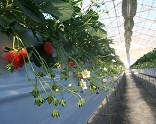 採れたていちごでオリジナルパフェを堪能！三重県・たかおかふぁーむのいちご狩り