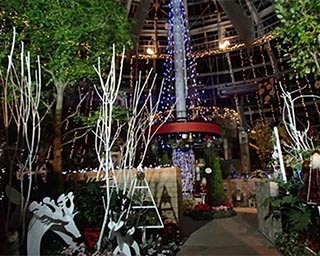 暖かな温室で楽しめる！福井県総合グリーンセンターで「花の展示温室イルミネーション」開催中