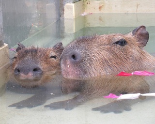 動物の入浴姿が話題！智光山公園こども動物園「どうぶつ温泉」