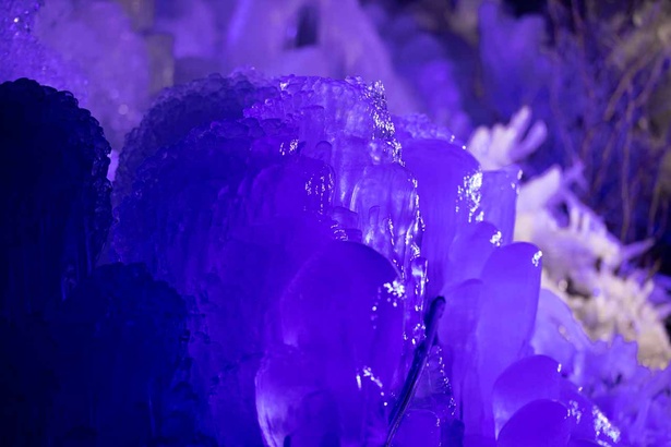 紫色の光を浴びた氷柱